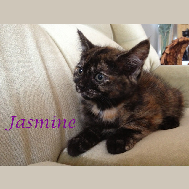 Photo of Jasmine