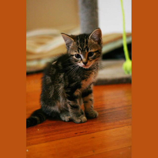 Photo of Loki