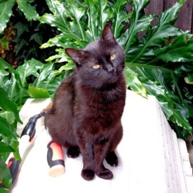 Photo of Salem