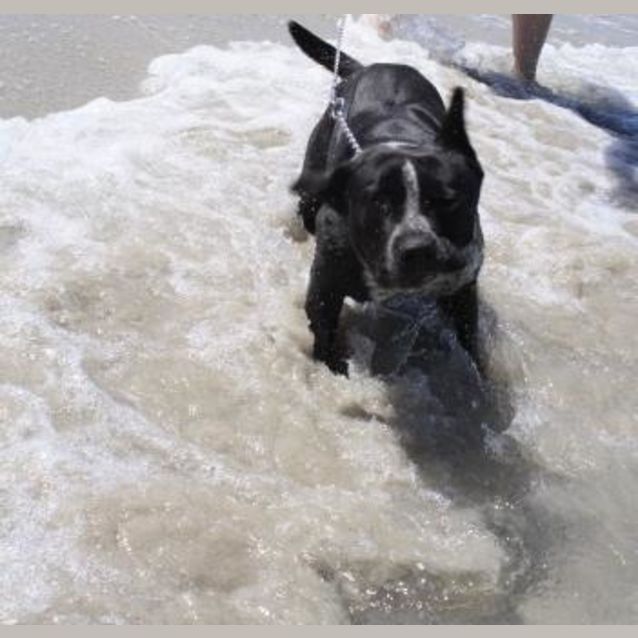 Photo of Thumpa Loves The Beach And Adores Children