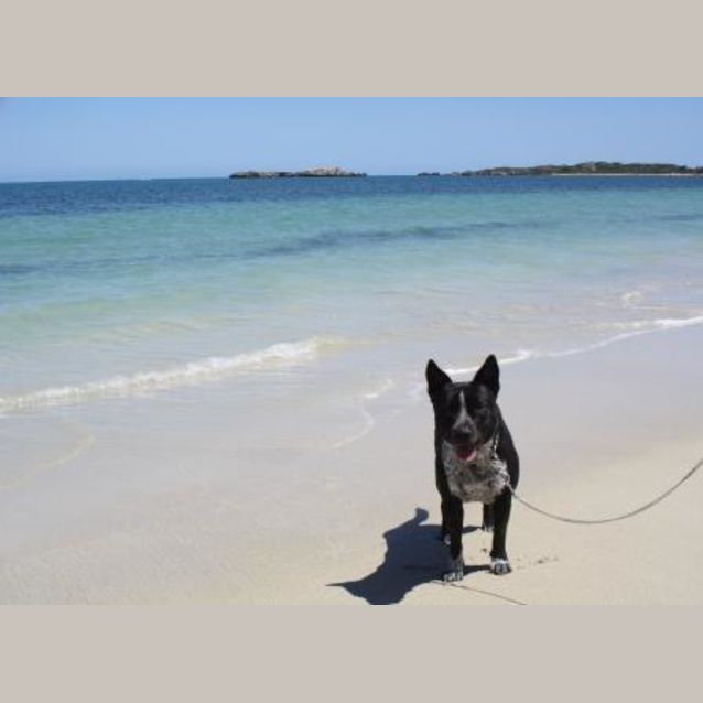 Photo of Thumpa Loves The Beach And Adores Children