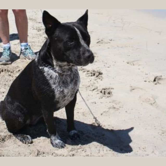Photo of Thumpa Loves The Beach And Adores Children