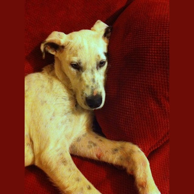 Photo of Lily (On Trial 30/12/12)