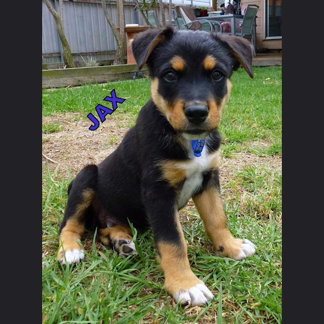 Photo of Jax (On Trial 7/1/13)