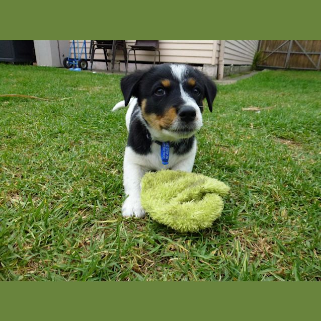 Photo of Opie (On Trial 24/12/12)