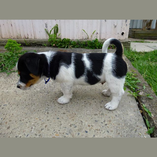 Photo of Opie (On Trial 24/12/12)