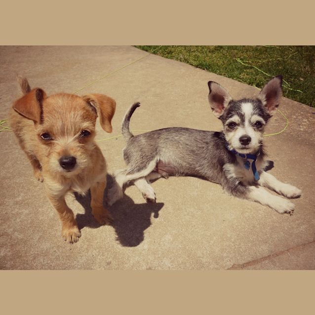 Stanley - 1 Year Old Chihuahua x Foxy (Trial) - Small Male Chihuahua Dog in  NSW - PetRescue