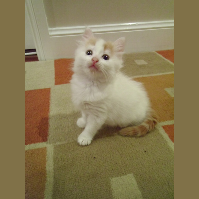 Photo of Cariba (Adoption Pending)