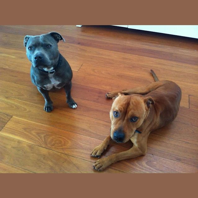Photo of Buddy (Adoption Pending)