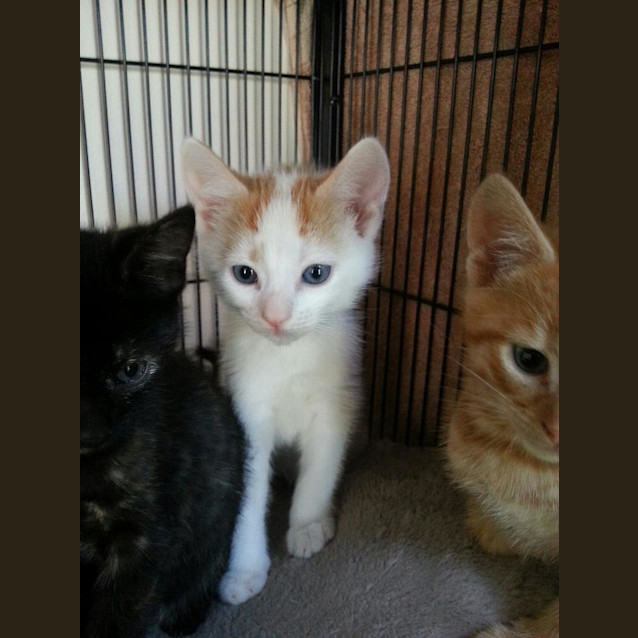 Photo of Ginger And White Male