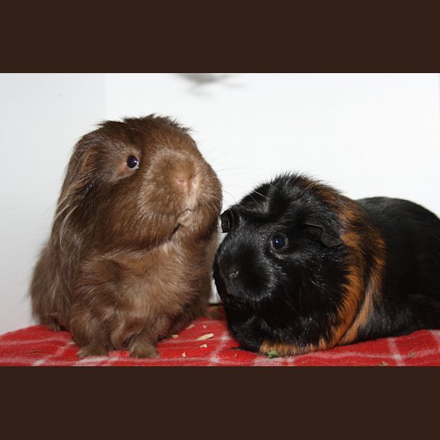Photo of Coofee & Chubby 