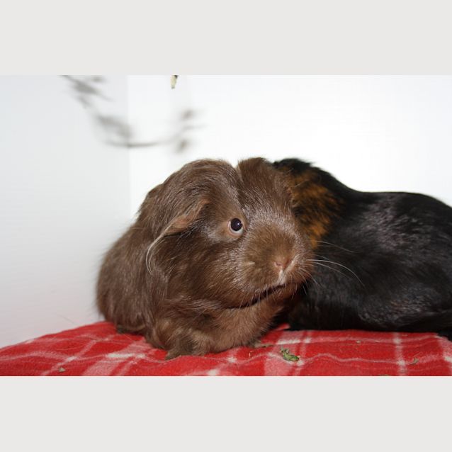 Photo of Coofee & Chubby 