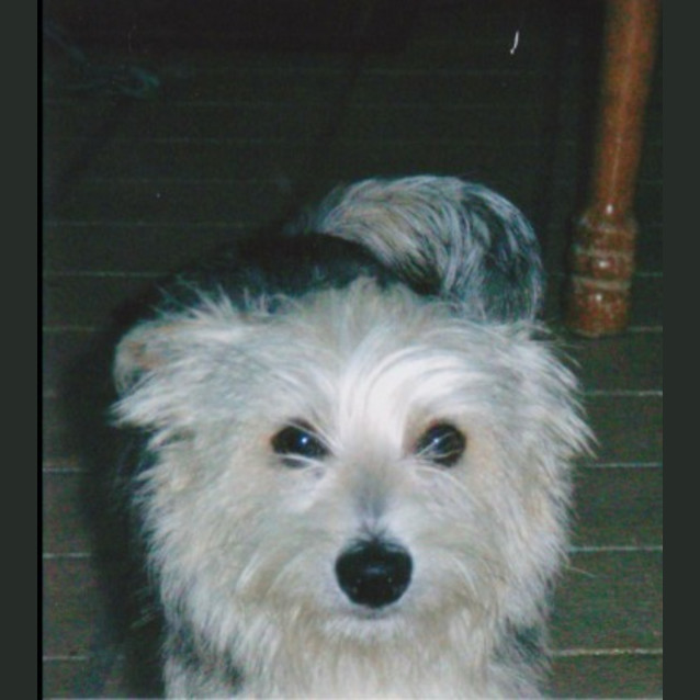 Photo of Muffin