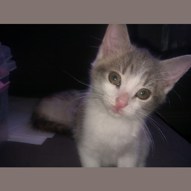 Photo of Jemimah & Penelope (Dual Adoption)