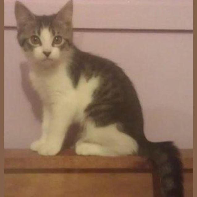 Photo of Juliet