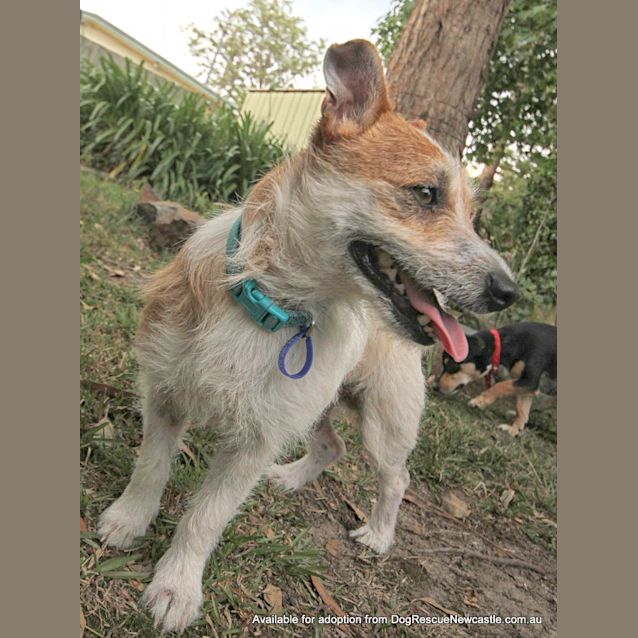 Photo of Tricky (On Trial 19/12/12)