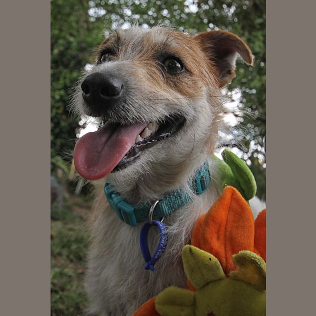 Photo of Tricky (On Trial 19/12/12)