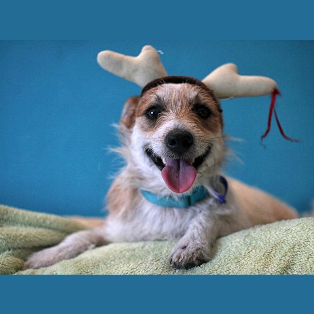 Photo of Tricky (On Trial 19/12/12)