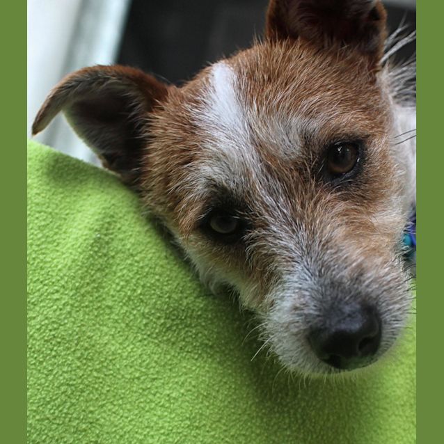 Photo of Tricky (On Trial 19/12/12)