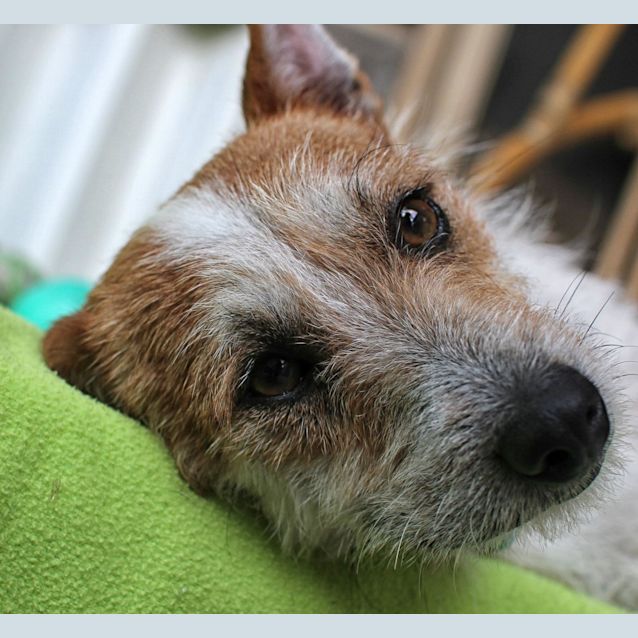 Photo of Tricky (On Trial 19/12/12)