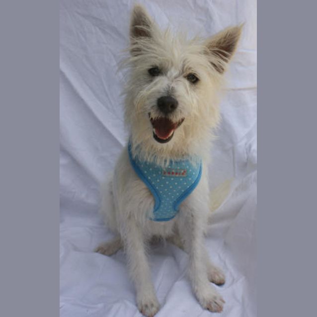Photo of Ollie
