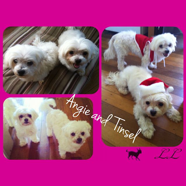 Photo of Angie & Tinsel