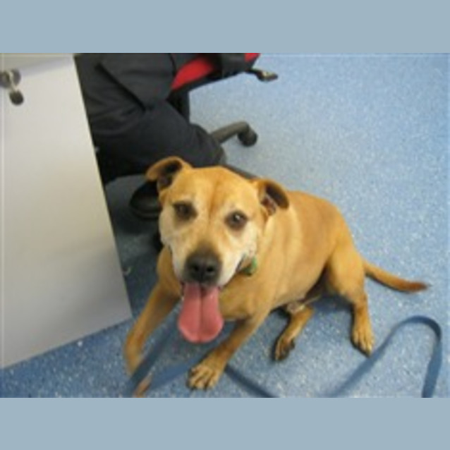 Photo of Lovely Older Gent Foster Or Adopt