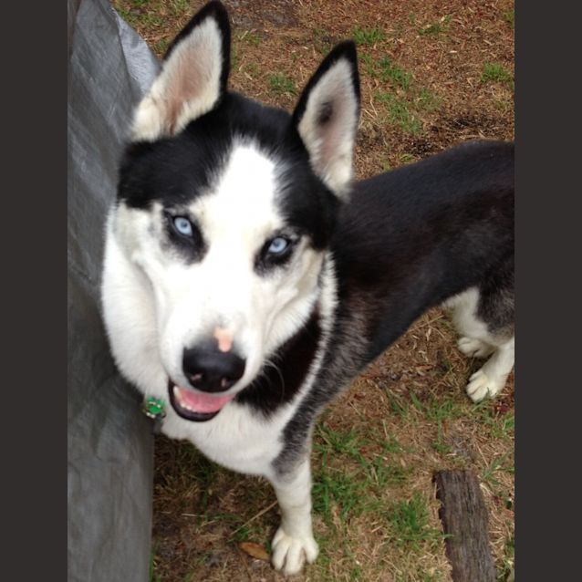 Photo of Koda