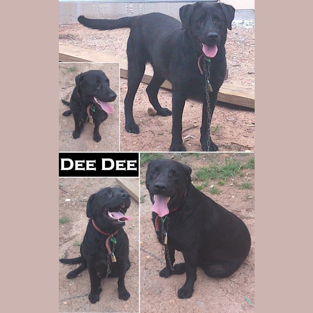 Photo of Dee Dee