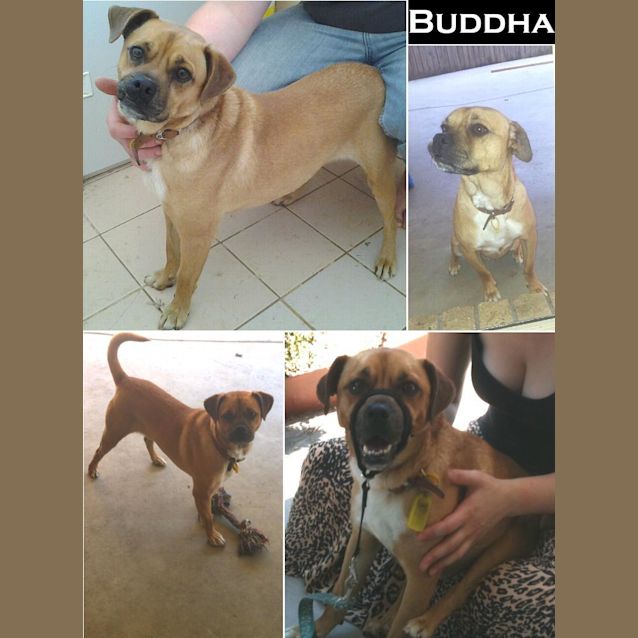 Photo of Buddha