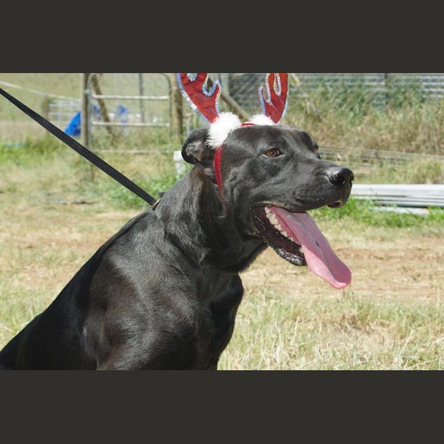 Photo of Jaeger