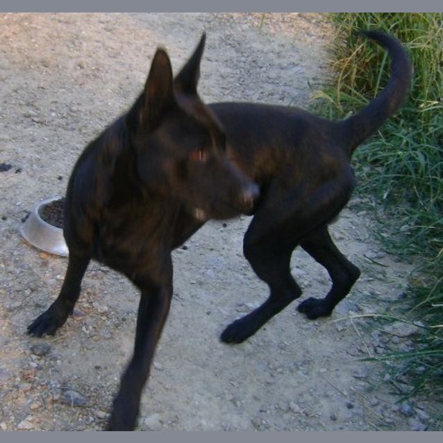 Photo of Jaeger