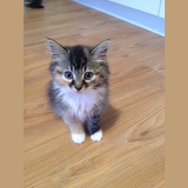Photo of Chip