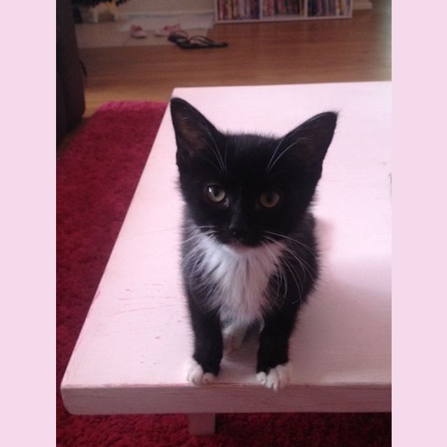 Photo of Chiko