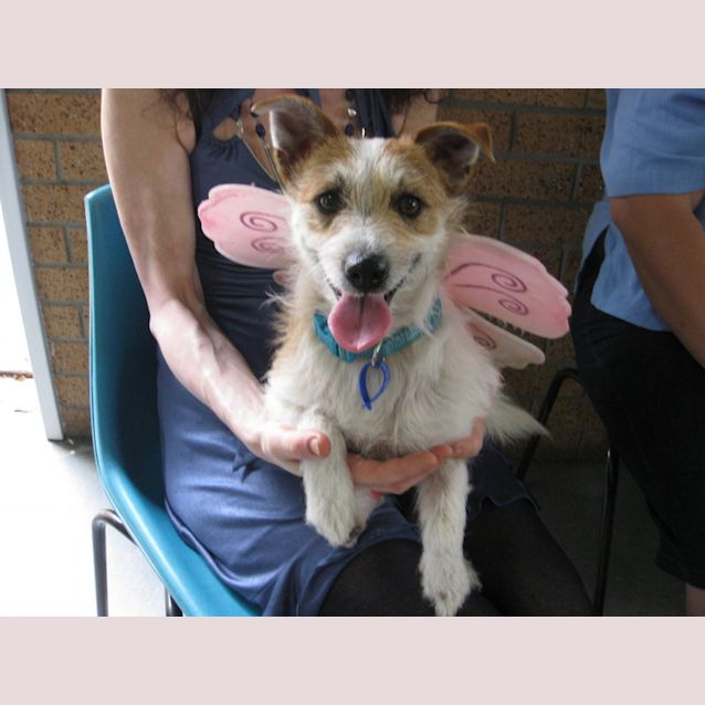 Photo of Tricky (On Trial 19/12/12)