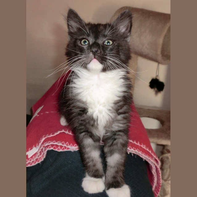 Photo of Lucky *On Trial In His New Home*