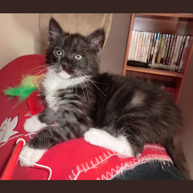 Photo of Lucky *On Trial In His New Home*