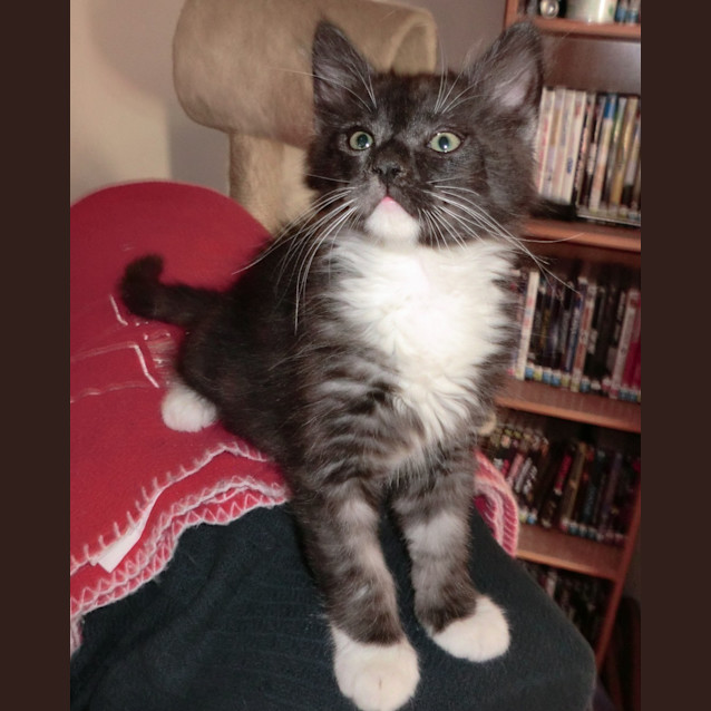 Photo of Lucky *On Trial In His New Home*