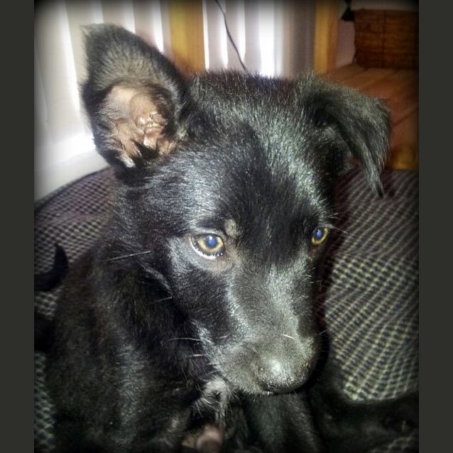 Photo of Beau (On Trial 5/12/12)