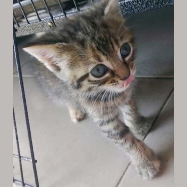 Photo of Bigitta (Adoption Pending)