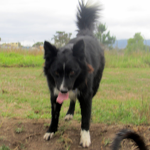 Photo of Toby (Adopted Jan Or Feb 2013)