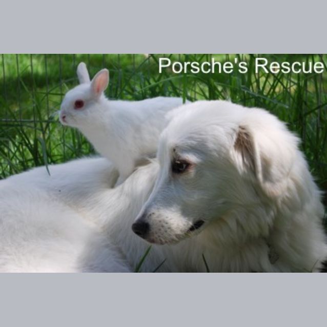 Photo of Bobbin   Desexed And Vaccinated