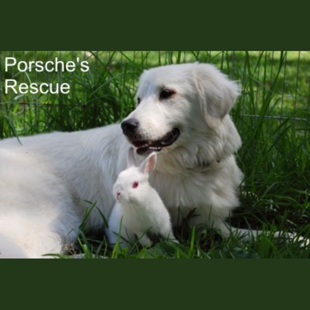 Photo of Bobbin   Desexed And Vaccinated