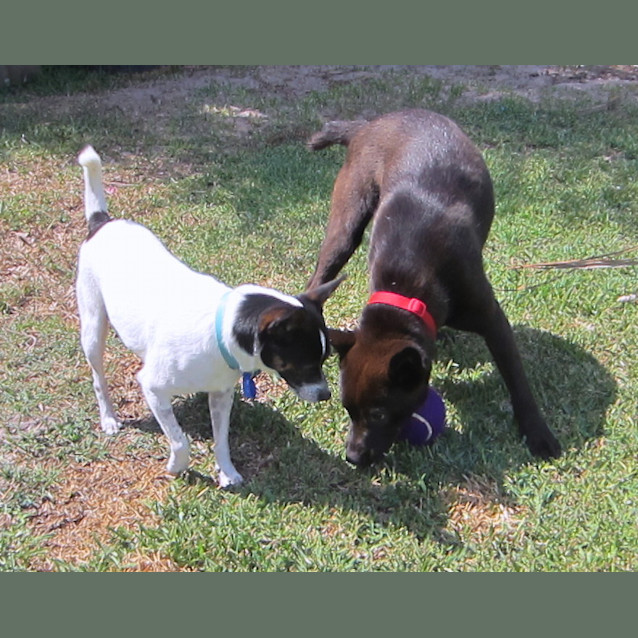 Photo of Astro (On Trial 13/1/13)