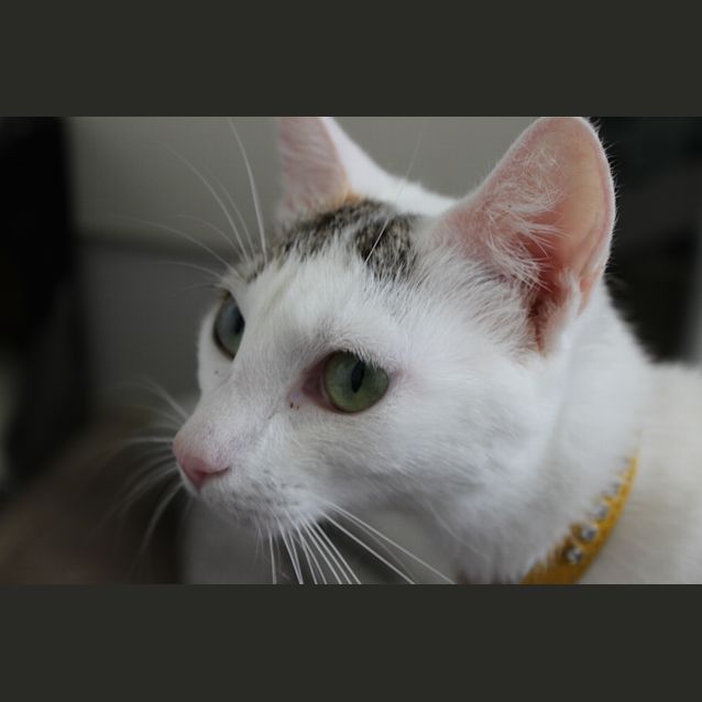 Photo of Holly (White Christmas Mum) Siamese/Oriental Type