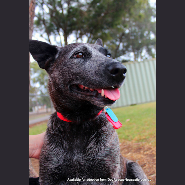 Photo of Bluebell (On Trial 23/12/12)