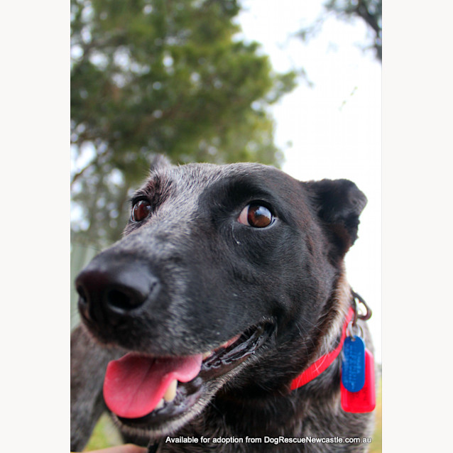 Photo of Bluebell (On Trial 23/12/12)