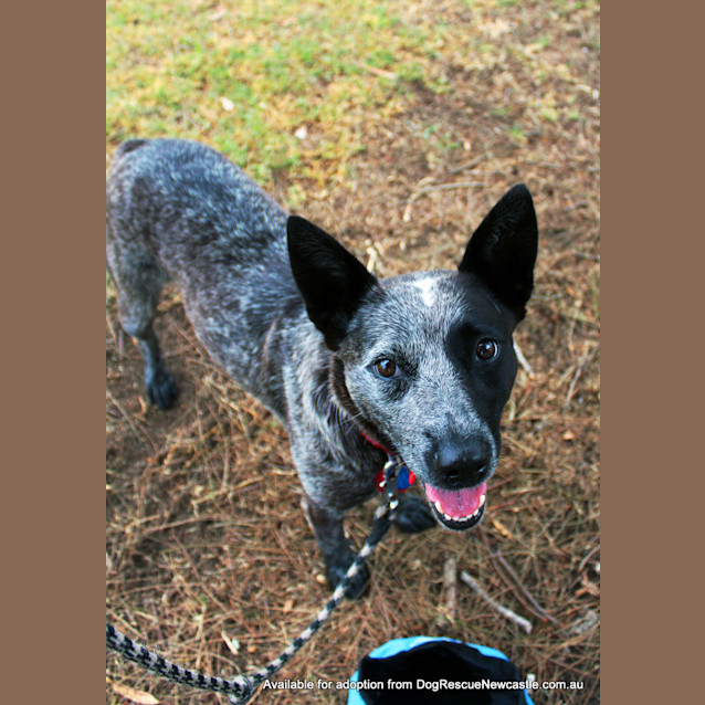 Photo of Bluebell (On Trial 23/12/12)