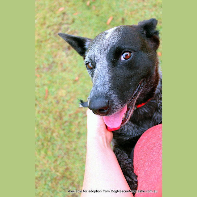 Photo of Bluebell (On Trial 23/12/12)