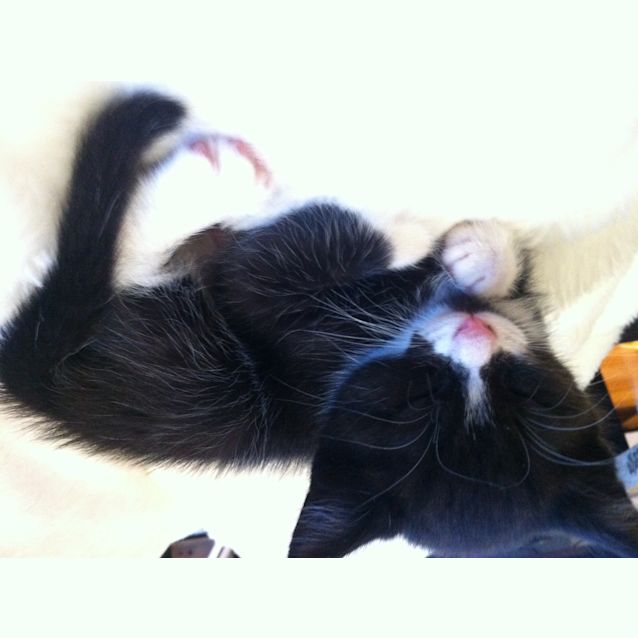 Photo of Boots * Adoption Pending*